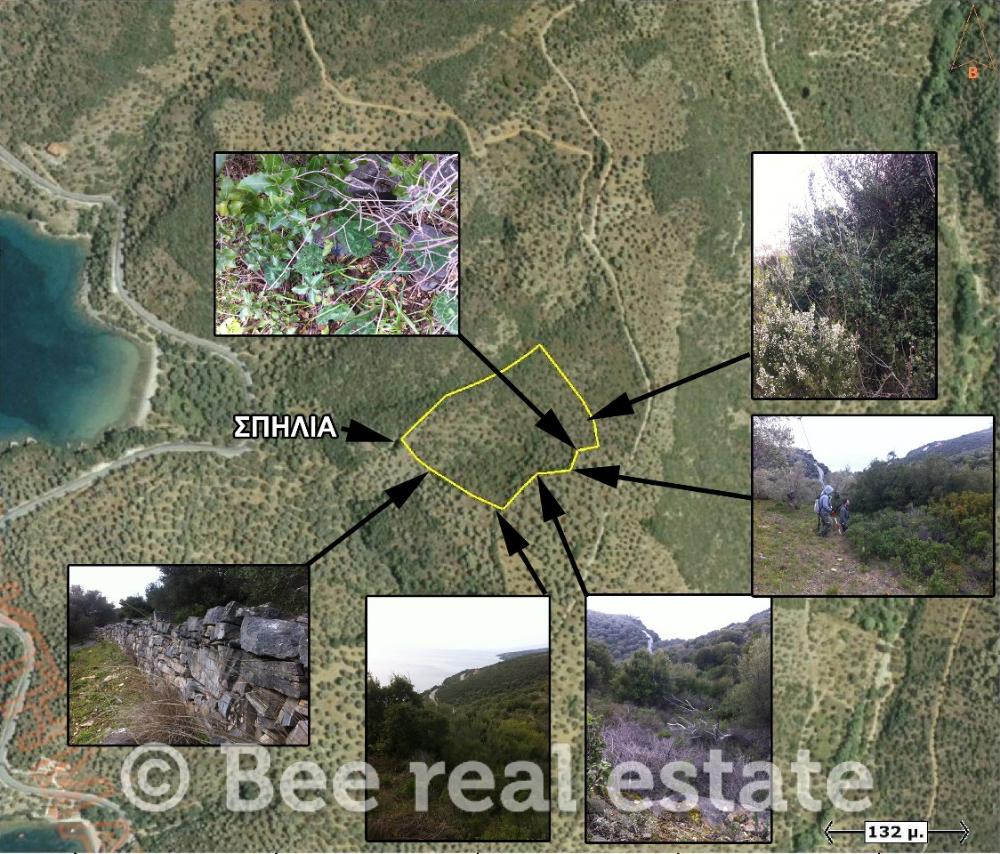 Αγροτεμάχιο 13165 τ.μ. · φωτογραφία 1
